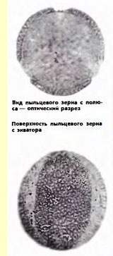  (Fagopyrum esculentum Moench.)-  